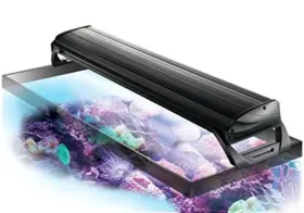 Coralife 096316086005 Aqualight 24 Inch Dual T5 Lamp High Output. Reef Saltwater Freshwater Coralife 096316086005 Aqualight 24 Inch Dual T5 Lamp High Output. Reef Saltwater Freshwater