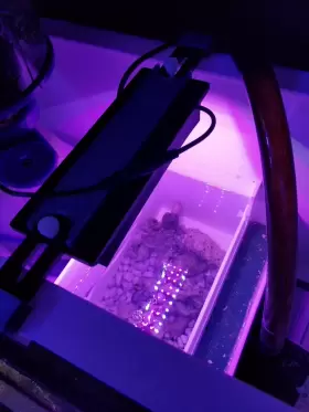 Wsr Wsr-48rb-12v Refugium Light Chaeto Led Slide Mount Wsr Wsr-48rb-12v Refugium Light Chaeto Led Slide Mount